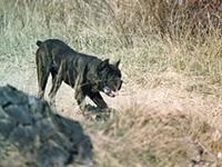 italian cane corso